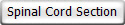 Spinal Cord Section