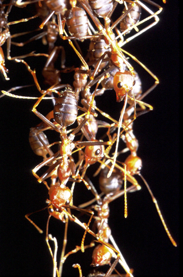 Colonies of ants